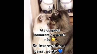 #cats #gateiraporamor #gatos