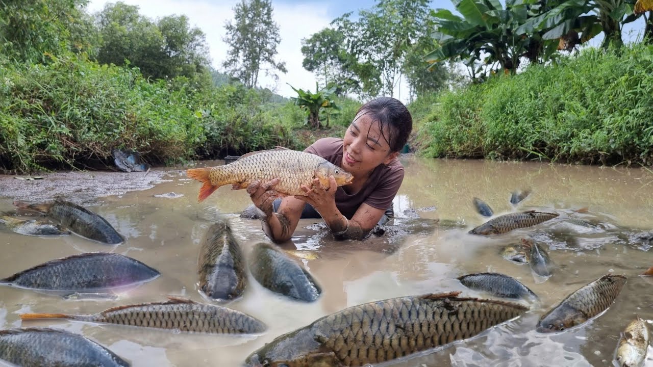 How to catch giant fish in abandoned fish pond, to sell at the market ...