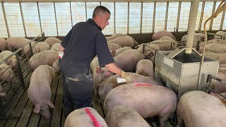 Marking and Sorting Hogs