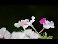 白粉花の花咲く頃       雨やどり  都 はるみ