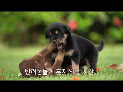 제 14회 동물사랑 사진공모전 UCC 특별상 '함께 있어주세요' (2021)