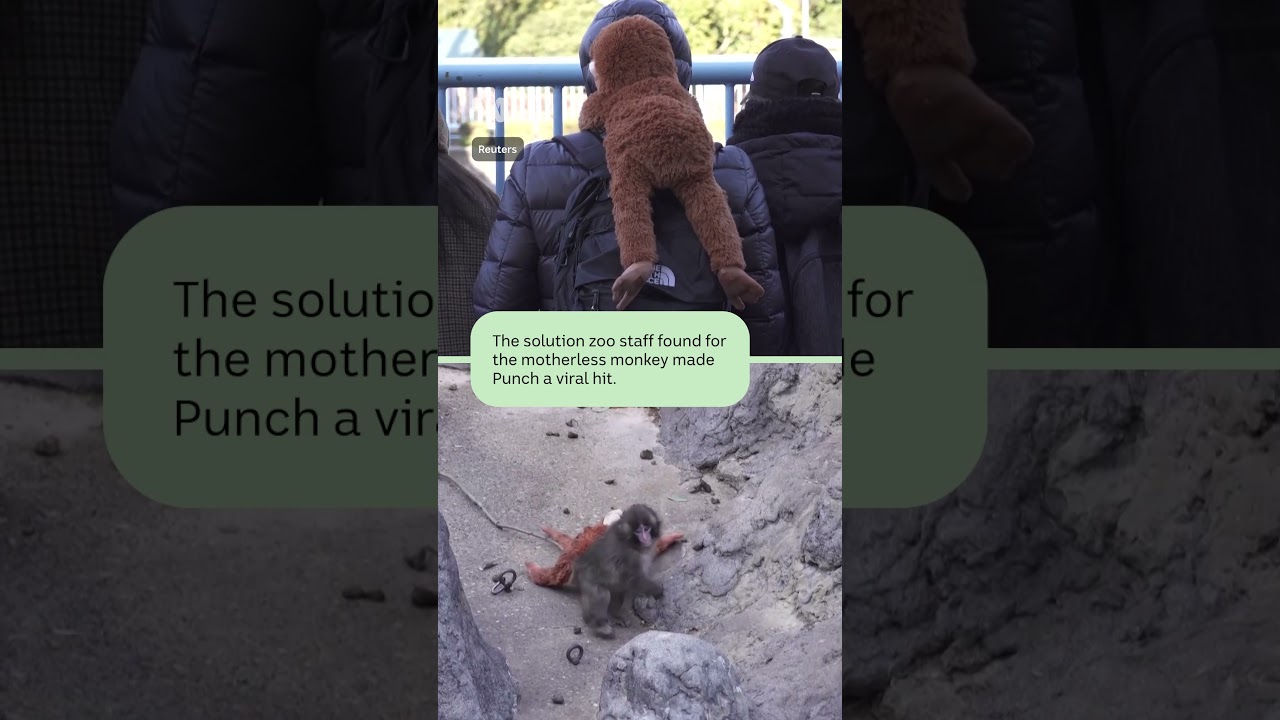 'Punch' the baby monkey has become a must-see tourist attraction in Japan | ABC NEWS