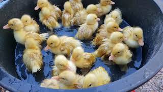 BABY DUCK SPLASHING ASMR / Sleep Sounds / White Noise / Anxiety Therapy / Relaxing Stress Relief