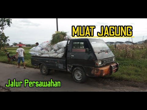 Muat Jagung sampai rata kabin