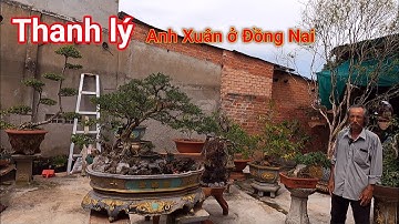 Thanh lý vườn Bonsai quá rẻ của anh Xuân ở Đồng Nai