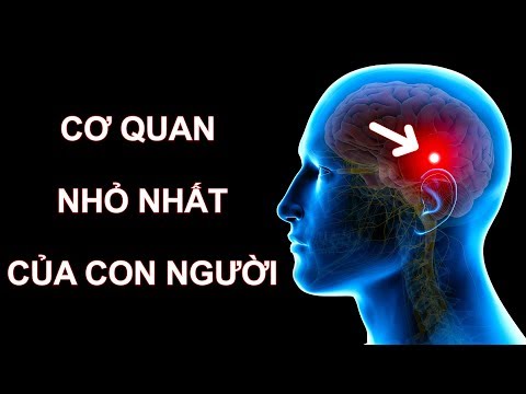 So Sánh 19 Vật “Nhất” Trên Hành Tinh