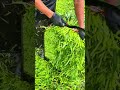 Cutting a bunch of fresh green vegetables with a sharp knife for agricultural food harvesting