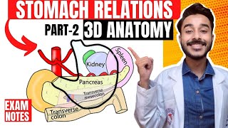 stomach relations anatomy | stomach bed anatomy | relation of stomach anatomy 3d