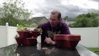 In this video Clint from http://gettingtheregreen.com found some great strawberry planters for $0.99. He will tell you how he did and 