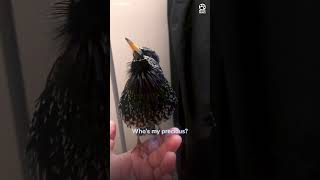 This starling's mimicry is incredible 🤯