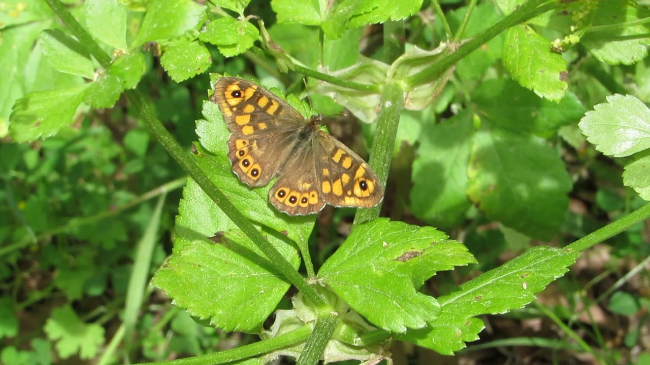 Speckled wood (Pararge aegeria)  Παράργη η αιγερία - Cyprus
