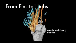 The Fin to Limb Transition