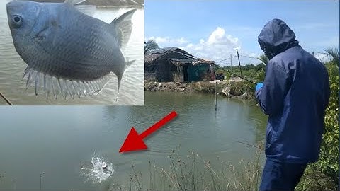 Khám phá điểm câu mới, câu cá Tráp, câu cá Chẽm Cần Giờ || Thiên Nhiên Muôn Loài