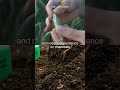 PGPR Biofertilizers: Plant Growth Promoting Rhizobacteria Explained #teamonebiotech