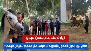 صراع بين الخيل الفحول العربية الاصيلة..هل هنقدر نسيطر عليهم؟ زيارة عند عم حسن عبدو
