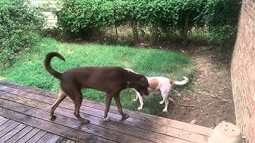 Thunder desensitization