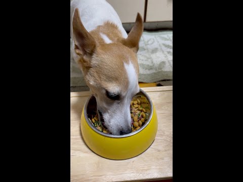 (ショート動画)生鹿肉と納豆のご飯を食べたジャックラッセルテリア #shorts