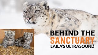 Laila Has an ULTRASOUND! | Behind The Sanctuary