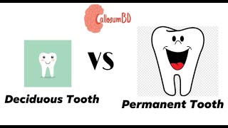 Difference between deciduous tooth (Milk Tooth) & permanent tooth.