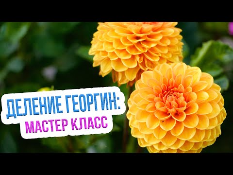 Как правильно разделить