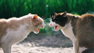 Cat Fight Part 1 by Next Cat 874 views 2 years ago 48 seconds