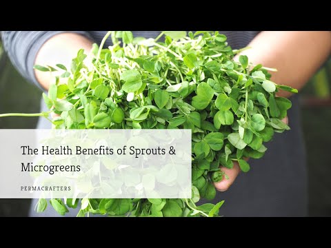 The Health Benefits of Sprouts & Microgreens