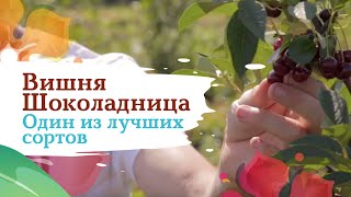 Вишня Шоколадница  - лучшее из возможного!