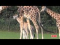 Tierkinder in GIVSKUD ZOO