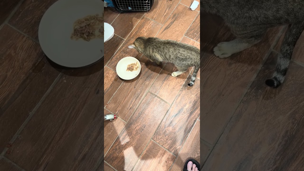 Phylogenetically Preserved Manual Feeding Behavior in the Kanaani Cat (Felis lybica Lineage)