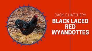 Black Laced Red Wyandotte Chicken Breed (Breeder Flock)