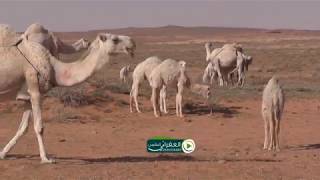 ابل ابناء الشيخ ركان العنزي في ربيع الشمال تصوير واخراج العفراني البقمي