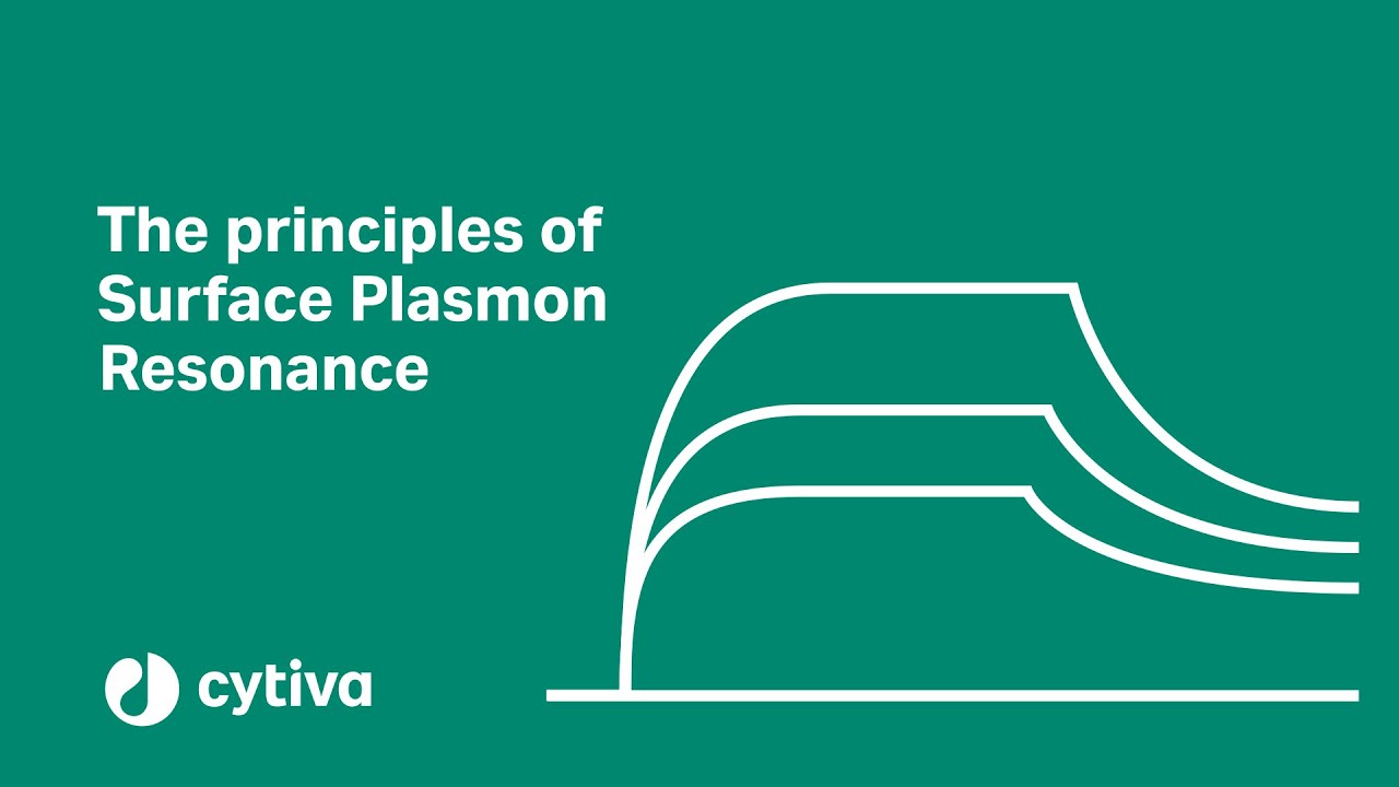 Principles of surface plasmon resonance SPR used in Biacore systems   Cytiva