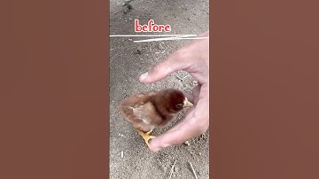 Aseel chicks growth 1 day to year |Aseel chicks before & After #aseellovers