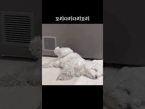 꼬리가아니라다리입니다