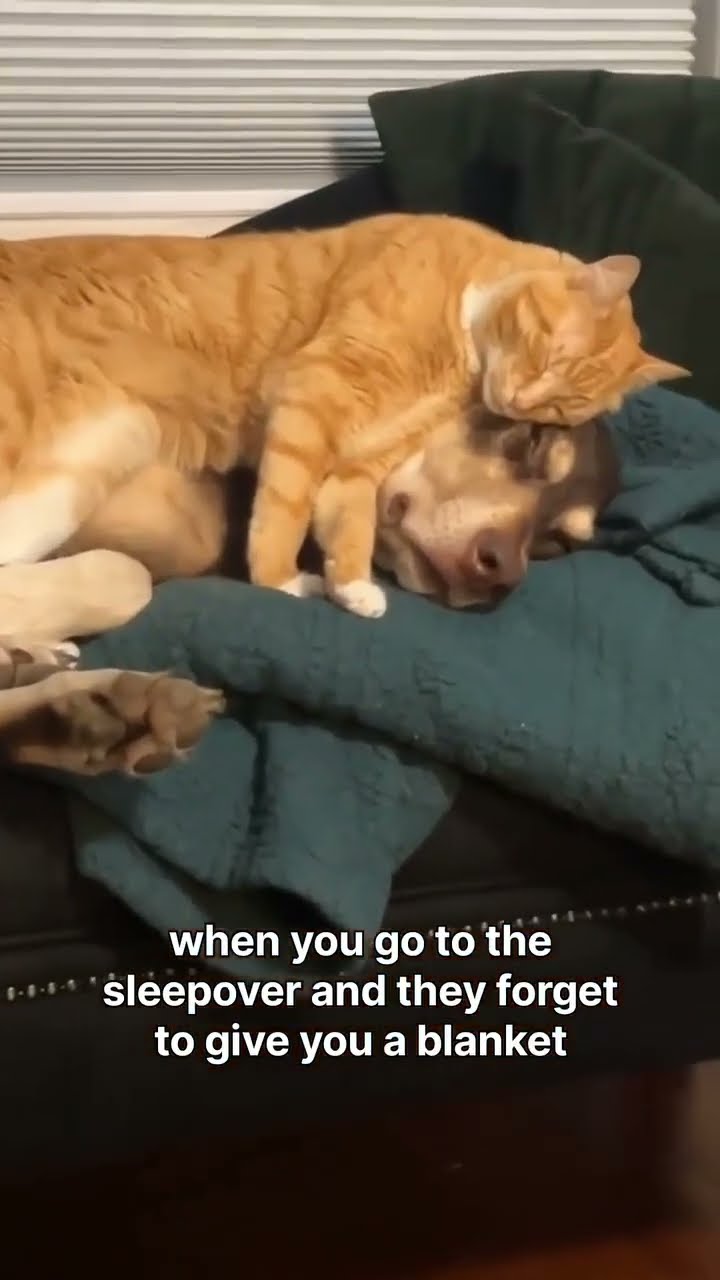 When you a Kittyo and realize that you can just do whatever