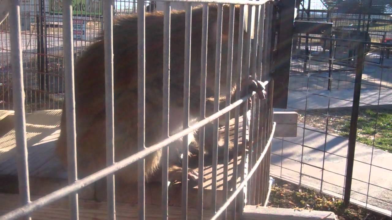 rescue rangers Turpentine Creek Wildlife Refuge- Cat of the Week - Brody