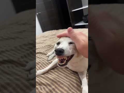 Video: Kako se brinuti za beagle s kineski Beagle sindromom