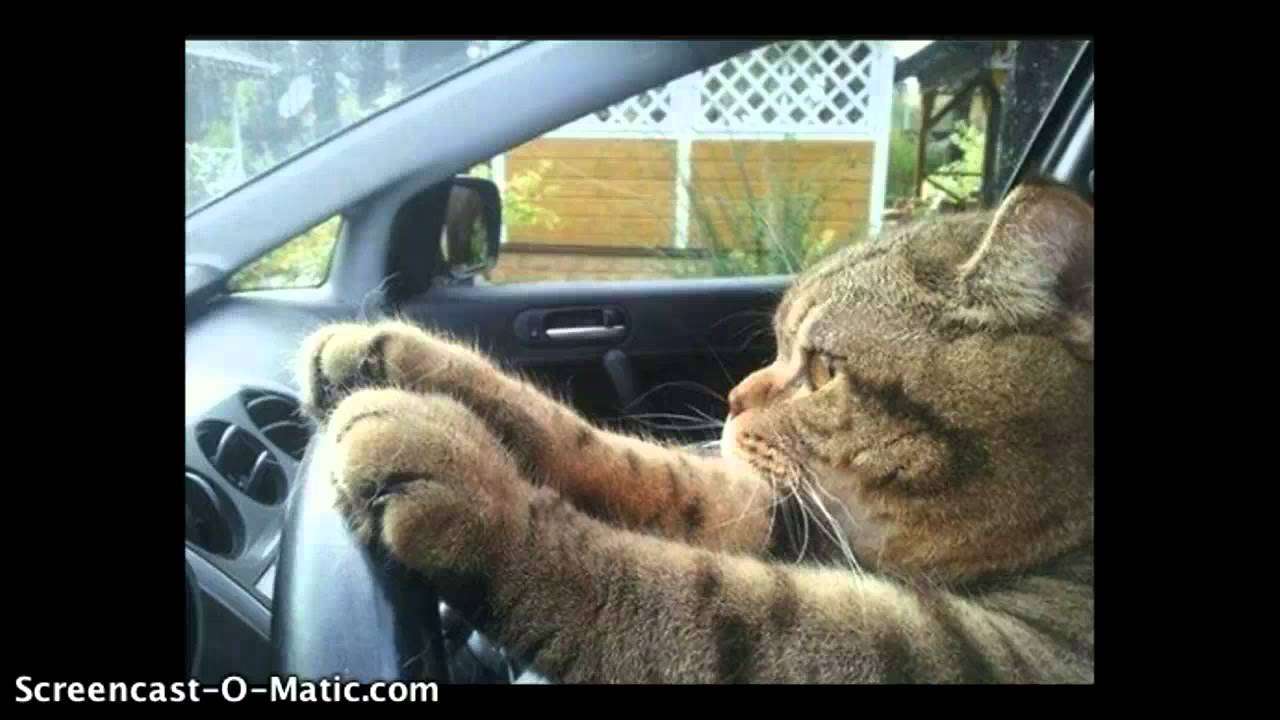 drivers licence cats - YouTube