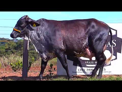 LOTE 27   MANOBRA MONTROSS FIV F CONGONHAS 3418 BU