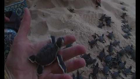 Borneo Turtles Hatching Part 1