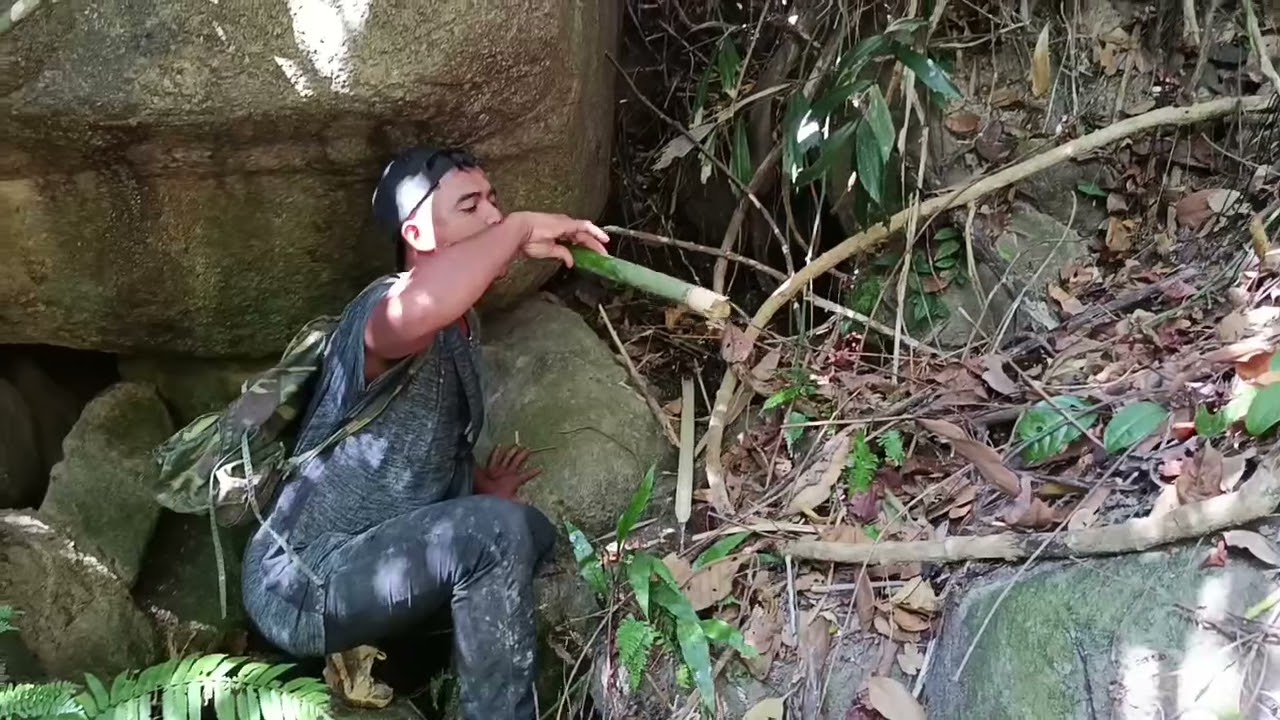 2 chú cháo đi rừng sem dấu chân của con heo rừng 