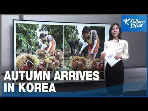 [K-Culture in Photos] Canvas of Autumn: capturing the golden scenes across Korea