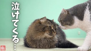 ママがピンチ…そっと寄り添うパパ猫の人間顔負けな愛情に涙