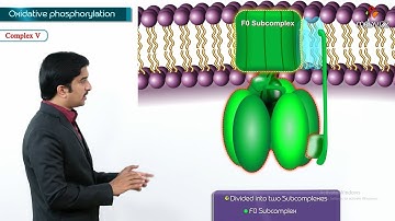 Oxidative phosphorylation Animation - Formation of ATP & sites of ATP synthesis : Dr G Bhanu Prakash
