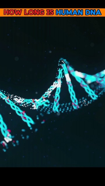 How long is human dna ? #facts #shorts #sqfactos - YouTube