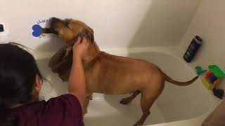 Dog Licking Peanut Butter off Wall of Bath Tub - LickerSticker™