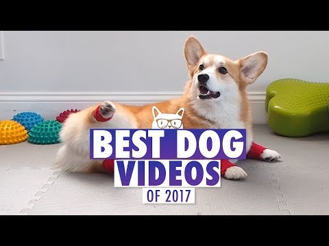 Video: Balsuokite už savo mėgstamą Furry Canine, kad laimėtumėte 2016 m. Herojų šunų apdovanojimą