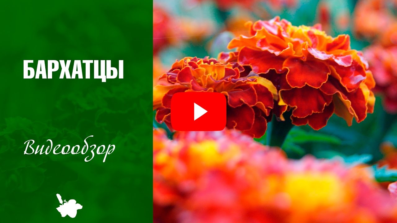 Когда сажать на рассаду бархатцы и как сажать бархатцы семенами Выращивание простым методом Когда сажать на рассаду бархатцы и как сажать бархатцы семенами Выращивание простым методом