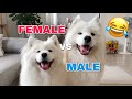 Funny Differences Between Female And Male Samoyeds!