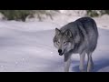 Caribou Spot Wolves Using UV Vision | Animal Super Senses | BBC Earth